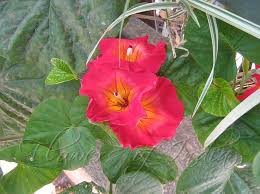 Image result for Stictocardia beraviensis