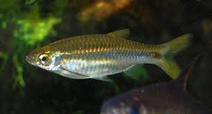Namun, untuk jenis yang langka. Ikan Rasbora Hobi Mancing