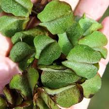 Image result for Salviniaceae