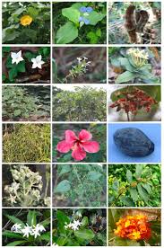 Image result for Rhynchosia tricuspidata