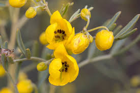 Image result for Senna artemisioides