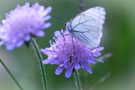 Free Image On Pixabay Butterfly White White Butterfly White Butterfly Butterfly Beautiful Flowers