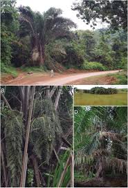 Image result for Raphia rostrata