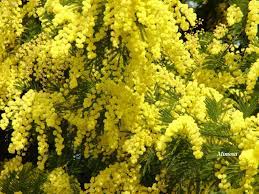 Mimosa Mimozy Cvety Abstraktnoe