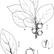 Image result for Sericanthe chimanimaniensis