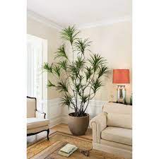 8 Dracaena Marginata Tree New Growth Designs House Plants Indoor Plant Decor Indoor House Plants Decor