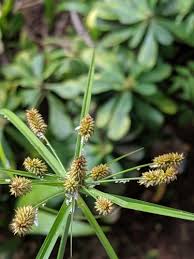 Image result for Cyperus cyperoides
