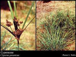 Image result for Cyperaceae