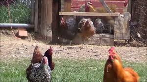 Funny Running Chickens Youtube The best memes from instagram, facebook, vine, and twitter about chicken run. funny running chickens