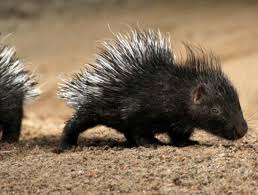 Baby Porcupine When I Was 4 I Was Running Around Our Vermont Estate Barefoot And I Stepped On A Porcupine Cute Baby Animals Cute Animals Baby Animals Funny