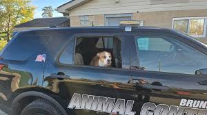 This sweet pup was found on...