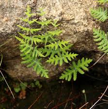 Image result for Aleuritopteris