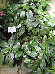 Image result for Barleria rhynchocarpa