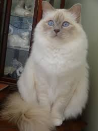 Epingle Par Maggie Bassendale Sur Sacred Cat Of Burma Chats Et Chatons Chat Sacre De Birmanie Beaux Chats