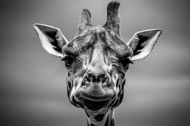 UsuGle's profile pic