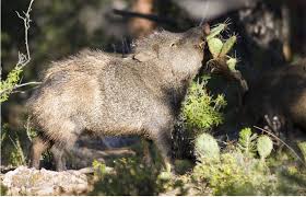 In mature plants, some base pads can lignify, becoming woody. Javelina Grand Canyon National Park U S National Park Service
