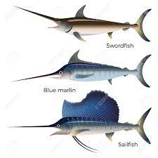 How is a marlin and a swordfish different? Satz Von Billfish Schwertfisch Blue Marlin Und Segelfisch Vektorabbildung Getrennt Auf Dem Weissen Hintergrund Lizenzfrei Nutzbare Vektorgrafiken Clip Arts Illustrationen Image 90907708
