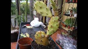 If you are referring to the prickly pear cactus there are a number of animals that will use it as food. How To Repot Prune An Opuntia Cactus Plant Youtube
