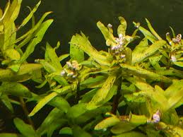 Image result for Nesaea aspera