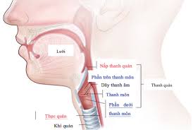 Ung thư hạ họng là gì. Tá»•ng Quan Bá»‡nh Há»c Ung ThÆ° Thanh Quáº£n