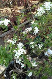 Jp S Apple Tree Propagated By Layering April 7 2019 Apple Tree Garden Plants