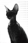 Queens & Kings | Browncoats Cornish Rex Cattery