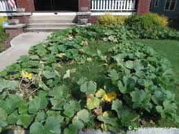 Fruit that has been bruised, cut, or extracted from the stem should be eaten at once. When To Pick Butternut Squash