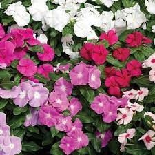Vinca Cora Mix F1 Flower Seeds Blooming Plants Vinca