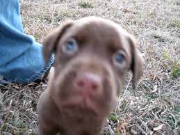 Written 24 month health guarantee and breeder availability for life. Our New Chocolate Lab Puppy Jackson S First Day Home Youtube