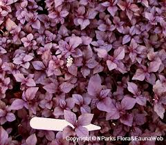 Image result for Cyathula uncinulata