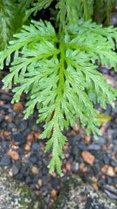 Image result for Selaginellaceae