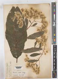 Image result for Vernonia mutimushii