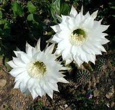 Your christmas cactus may flower on its own, depending on the conditions. Cactus Flowers And Hibiscus
