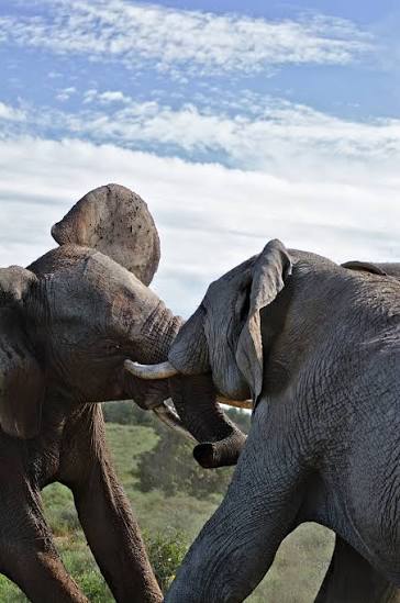 9,000+ Free Elephants Fighting & Elephant Images - Pixabay