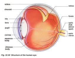 Check spelling or type a new query. Brain Post How Big Is Your Blind Spot Snowbrains Com Human Eye Diagram Human Eye Eyeball Structure