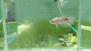 Permintaan pasar yang tinggi juga akan membuat. Ikan Cupang Sulawesi Home Facebook