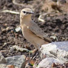 Image result for Crassocephalum montuosum