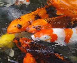 The koi in this picture are different lengths for display purposes we guarantee that they will be at least, or longer than the length you order. How To Lower Ammonia In Fish Ponds And Keep It Low Pond Informer