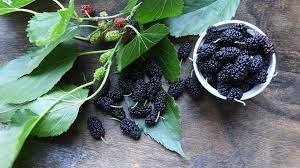 Reviews of hotel mulberry from real guests. Mulberry Leaf Uses Benefits And Precautions