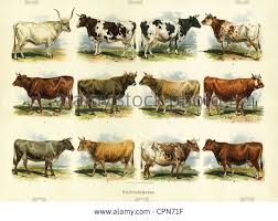 Cattle Breeds Chart Images Cattle Livestock Farming Farm