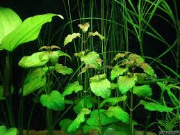 Image result for Hyptis