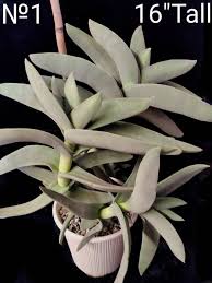 Image result for Crassula perfoliata