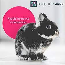 Check spelling or type a new query. Rabbit Pet Insurance Compare Uk Policies Bought By Many