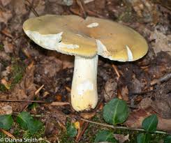 Image result for Russula flavida