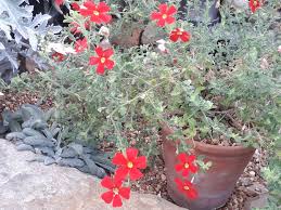 Image result for Jamesbrittenia integerrima