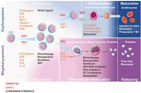 Learn vocabulary, terms, and more with flashcards, games, and other study tools. Latest Culture Techniques Cracking The Secrets Of Bone Marrow To Mass Produce Erythrocytes And Platelets I Ex Vivo I Haematologica