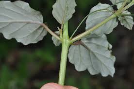 Image result for Boerhavia erecta