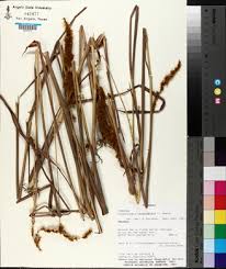 Image result for Eriochrysis