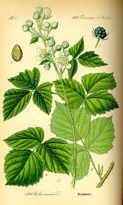 Image result for Rubus kirungensis
