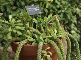 Image result for Euphorbia